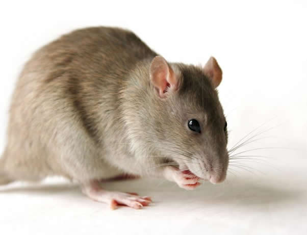 Lassa Fever Hits 17 States; FG Confirms 212 Cases